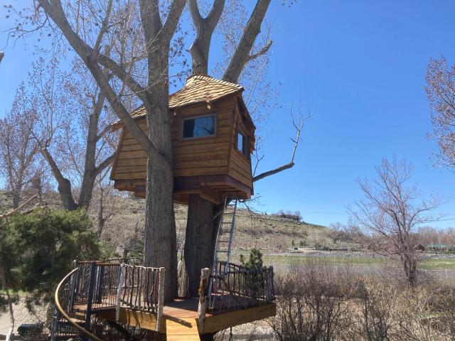 Shingled treehouse in a cottonwood with rustic branch railing platform below