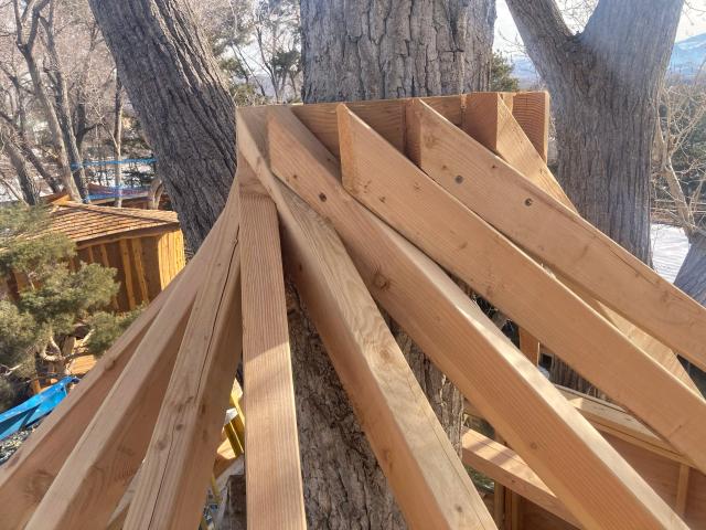 Radial rafter framing for a treehouse roof built around the tree trunk