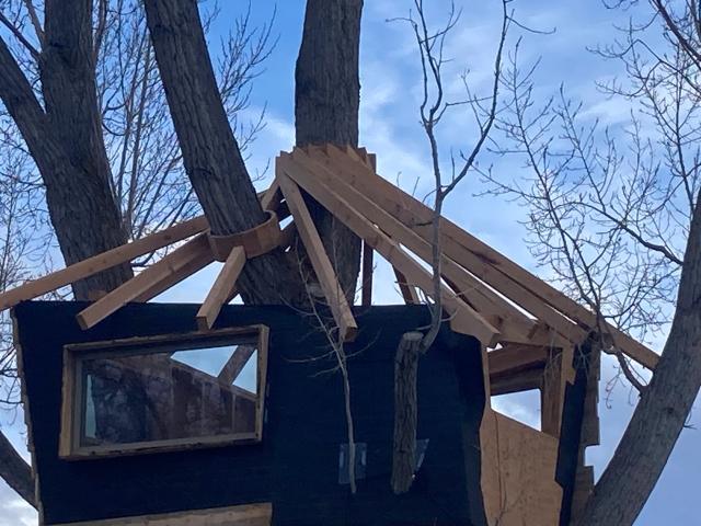 Treehouse under construction with hip-roof rafters framed around the tree trunk
